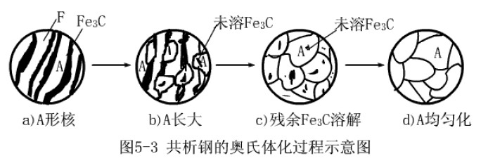 共析钢奥氏体化的过程示意图